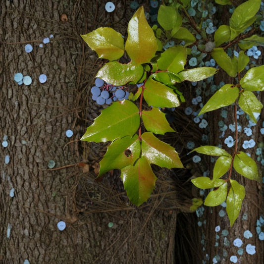 Oregon Holly Grape – Mahonia aquifolium 240 Seeds | Evergreen Shrub | Edible Blue Berries  Hardy Native Plant | Showy Yellow Flowers | Shade & Drought Tolerant