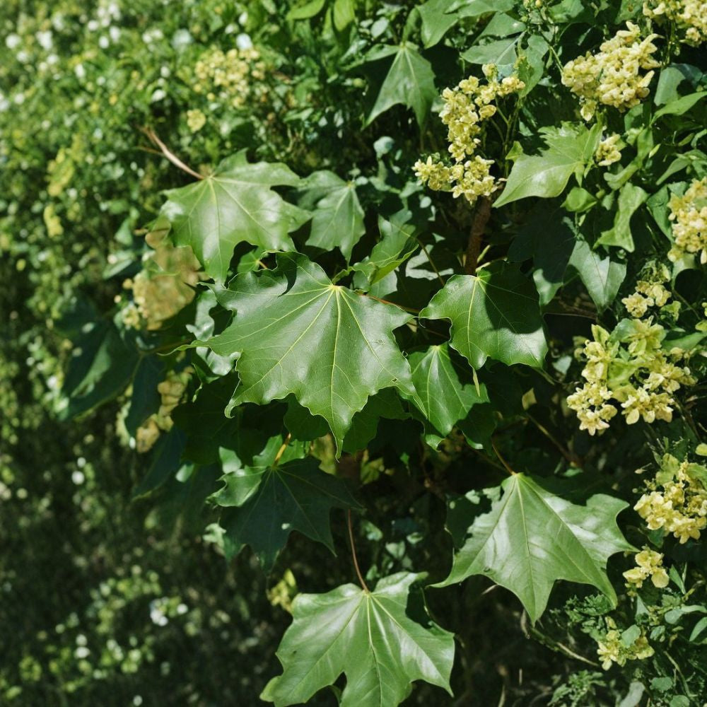Painted Maple – Acer mono (Acer pictum) Tree Seeds | 240 Seeds | Hardy Fall Color Shade Tree | Cold Tolerant | Bonsai Friendly