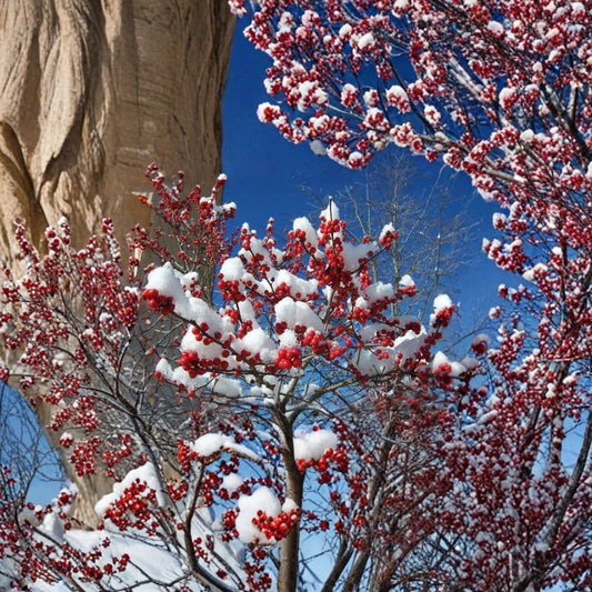 Winterberry Holly – Ilex verticillata Shrub Seeds | 30 Seeds | Hardy Red Winter Berries | Wildlife Friendly