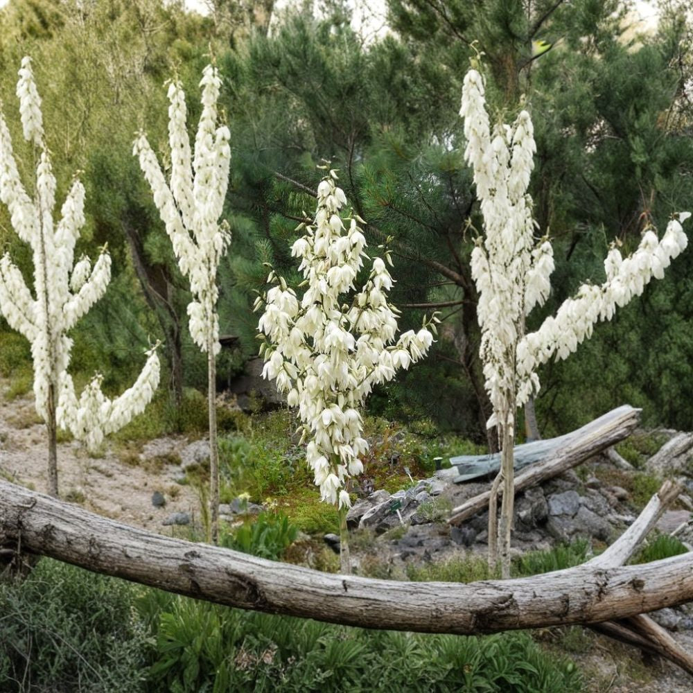 Adam’s Needle – Yucca filamentosa 800 Seeds | Hardy Evergreen | Tall Showy White Flower Spikes  Spanish Bayonet | Drought Tolerant | Architectural Landscape Plant