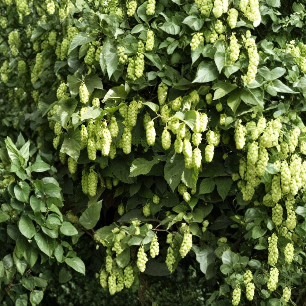 Hops – Humulus lupulus 960 Seeds | Hardy Perennial Climbing Vine  Bulk Quantity | Fast Growing | Fragrant Cones | Brewing & Herbal Use