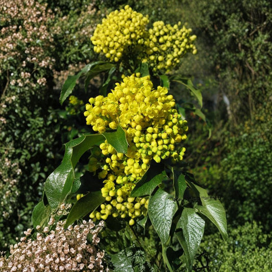 Oregon Holly Grape – Mahonia aquifolium 480 Seeds | Evergreen Shrub | Edible Blue Berries  Hardy Native Plant | Showy Yellow Flowers | Shade & Drought Tolerant