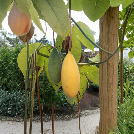 Banana Passion Fruit – Passiflora mollissima 240 Vine Seeds | Fast Growing | Tropical Edible Vine  Evergreen Climber | Exotic Flowers | High-Yield Fruit Producer