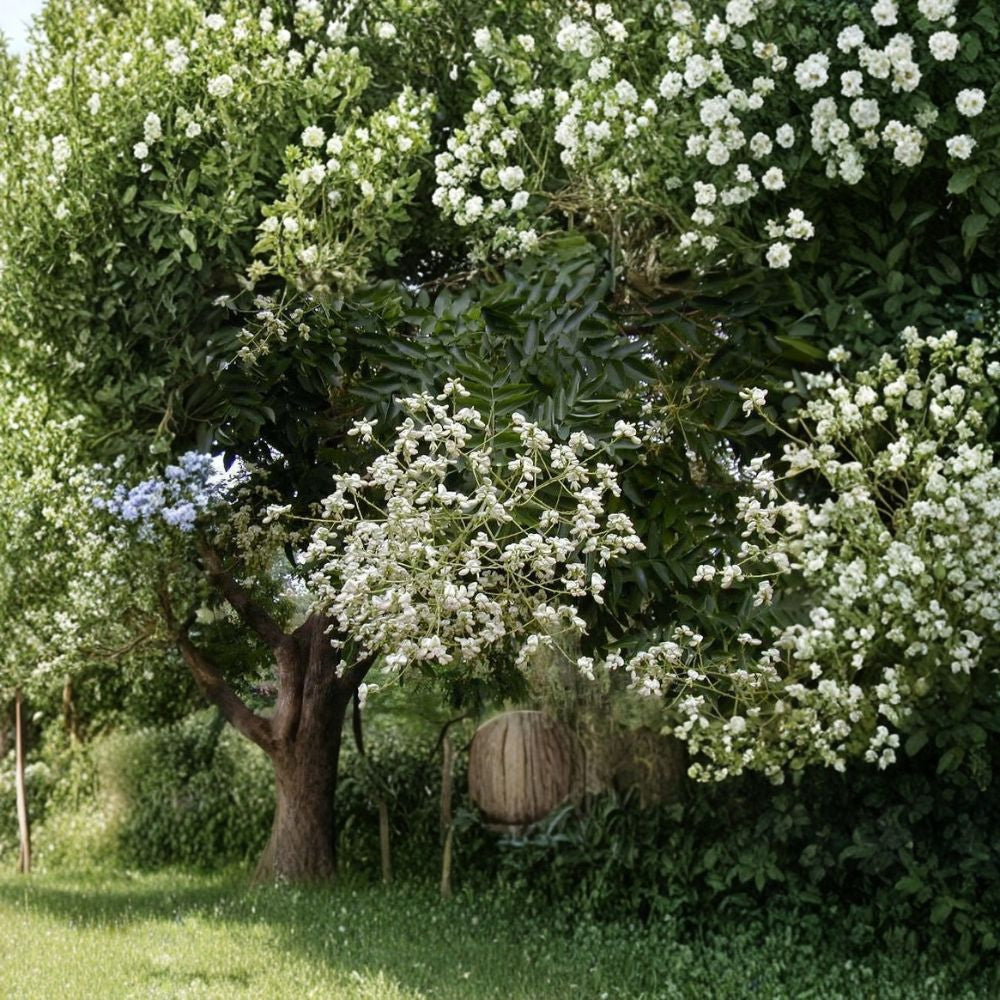 Japanese Pagoda Tree – Sophora japonica Tree Seeds | 10 Seeds | Fast Growing Fragrant Flowering Shade Tree | Urban Tolerant | Bonsai Friendly