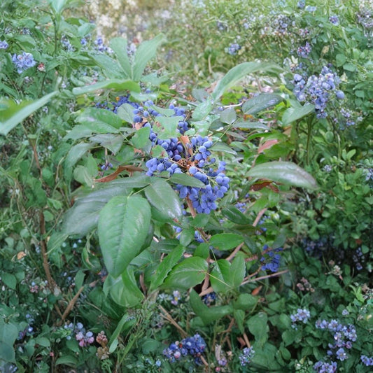 Oregon Holly Grape – Mahonia aquifolium 960 Seeds | Evergreen Shrub | Edible Blue Berries  Hardy Native Plant | Showy Yellow Flowers | Shade & Drought Tolerant