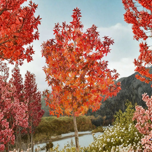American Sweetgum – Liquidambar styraciflua 30 Seeds | Hardy Deciduous Tree | Fall Color Shade Tree  Fast Growing Native Tree | Brilliant Autumn Foliage | Bonsai Friendly