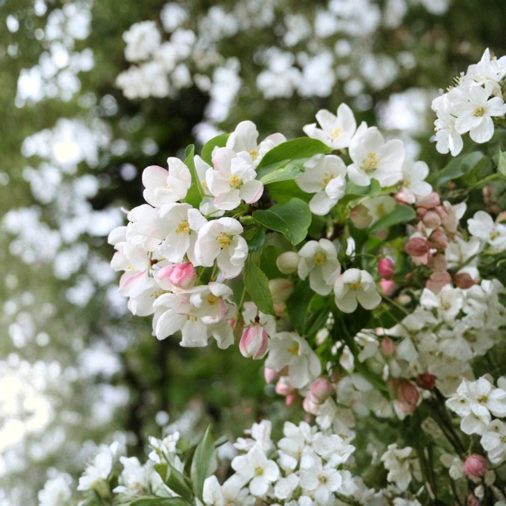 Siberian Crab Apple – Malus baccata 30 Tree Seeds | Hardy | Fragrant Spring Blooms  Cold Hardy Fruit Tree | Wildlife Friendly | Bonsai & Espalier
