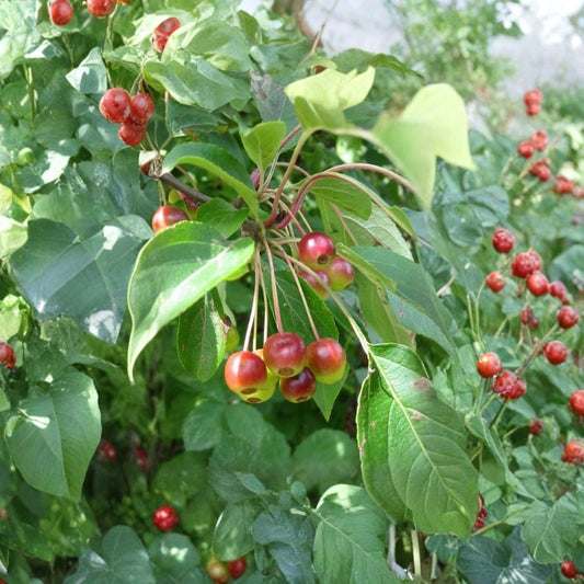 Siberian Crab Apple – Malus baccata 100 Tree Seeds | Hardy | Fragrant Spring Blooms  Cold Hardy Flowering Tree | Edible Fruit | Wildlife Friendly