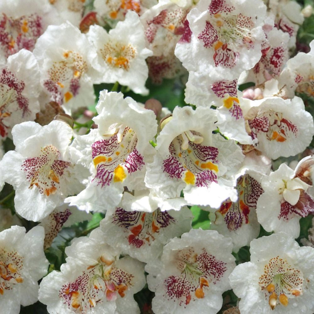 Northern Catalpa – Catalpa speciosa 30 Seeds | Fast-Growing Hardy Shade Tree  Showy White Flowers | Long Cigar Pods | Urban & Drought Tolerant