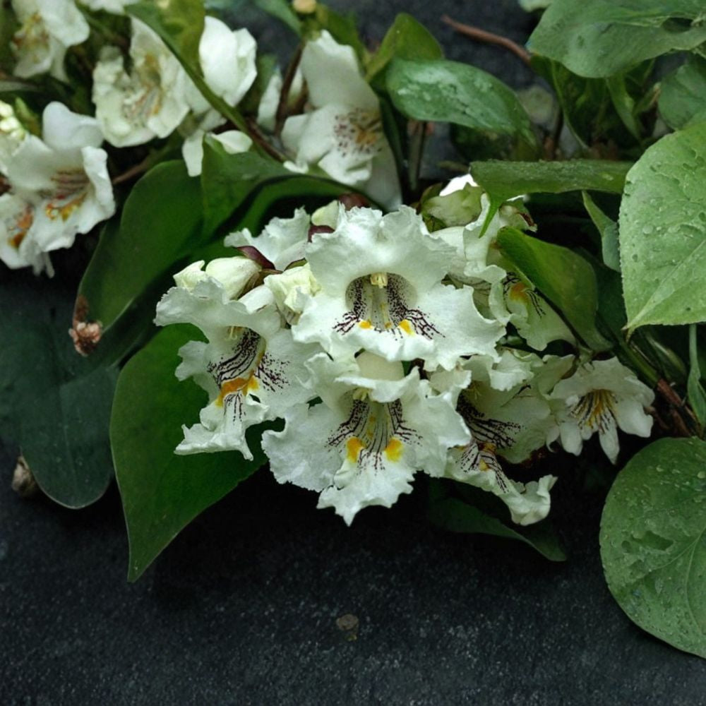 Northern Catalpa – Catalpa speciosa 100 Seeds | Fast-Growing Hardy Shade Tree  Showy White Flowers | Long Cigar Pods | Urban & Drought Tolerant
