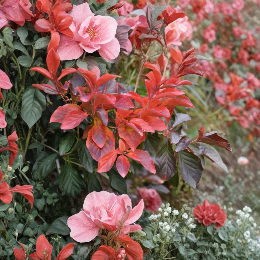 Winterberry Holly – Ilex verticillata Shrub Seeds | 800 Seeds | Hardy Red Winter Berries | Wildlife Friendly