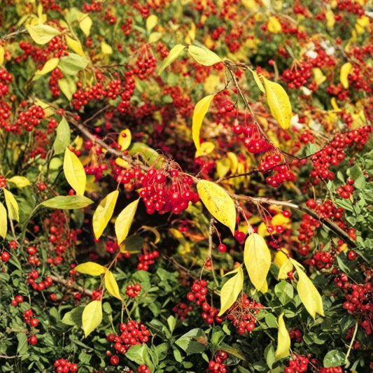 Siberian Crab Apple – Malus baccata 200 Tree Seeds | Hardy | Fragrant Spring Blooms  Cold Climate Fruit Tree | Edible Crabapple | Wildlife Friendly