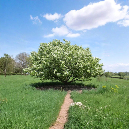 Siberian Crab Apple – Malus baccata 400 Tree Seeds | Hardy | Fragrant Spring Blooms  Cold Hardy Flowering Tree | Edible Fruit | Wildlife & Windbreak