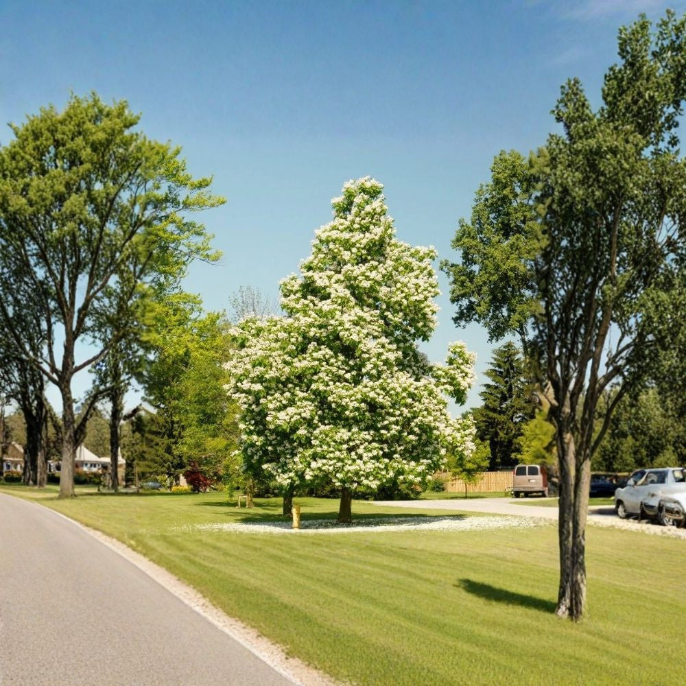 Northern Catalpa – Catalpa speciosa 200 Seeds | Fast-Growing Hardy Shade Tree  Showy White Flowers | Long Cigar Pods | Urban & Drought Tolerant