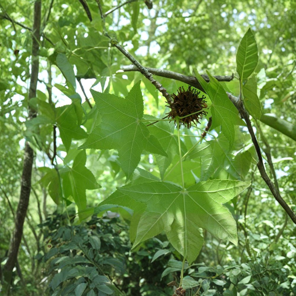 American Sweetgum – Liquidambar styraciflua 800 Seeds | Hardy Deciduous Tree | Brilliant Fall Color  Bulk Native Shade Tree | Fast Growing | Reforestation & Habitat Projects