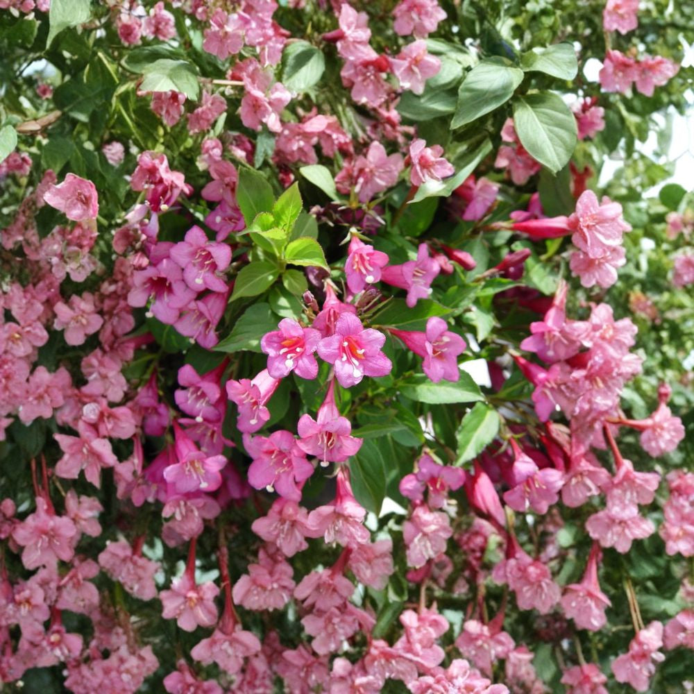 Weigela florida – Deciduous Flowering Shrub Seeds | 50 Seeds | Hardy Pink Blooming Shrub | Hummingbird Friendly