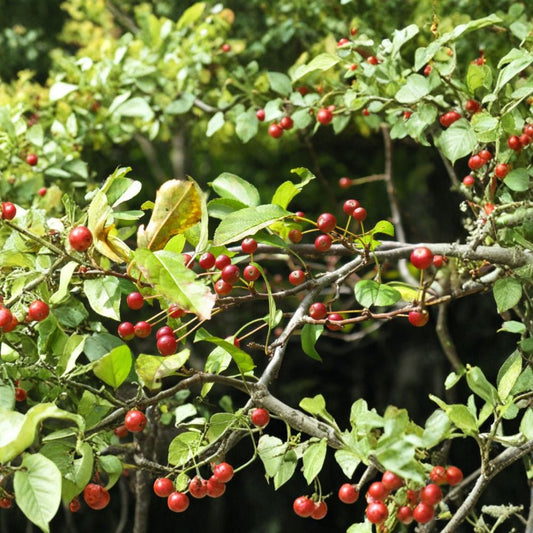 Siberian Crab Apple – Malus baccata 800 Tree Seeds | Hardy | Fragrant Spring Blooms  Cold Climate Fruit Tree | Wildlife Habitat | Windbreak & Shelterbelt