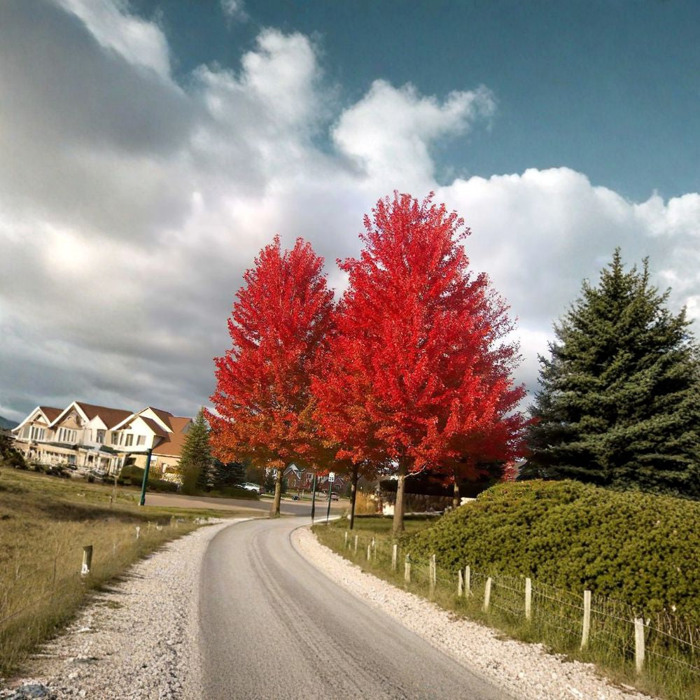 Red Maple – Acer rubrum (Northern Source) 100 Seeds | Hardy Deciduous Shade Tree  Brilliant Red Fall Color | Fast Growing | Cold Hardy | Urban Tolerant