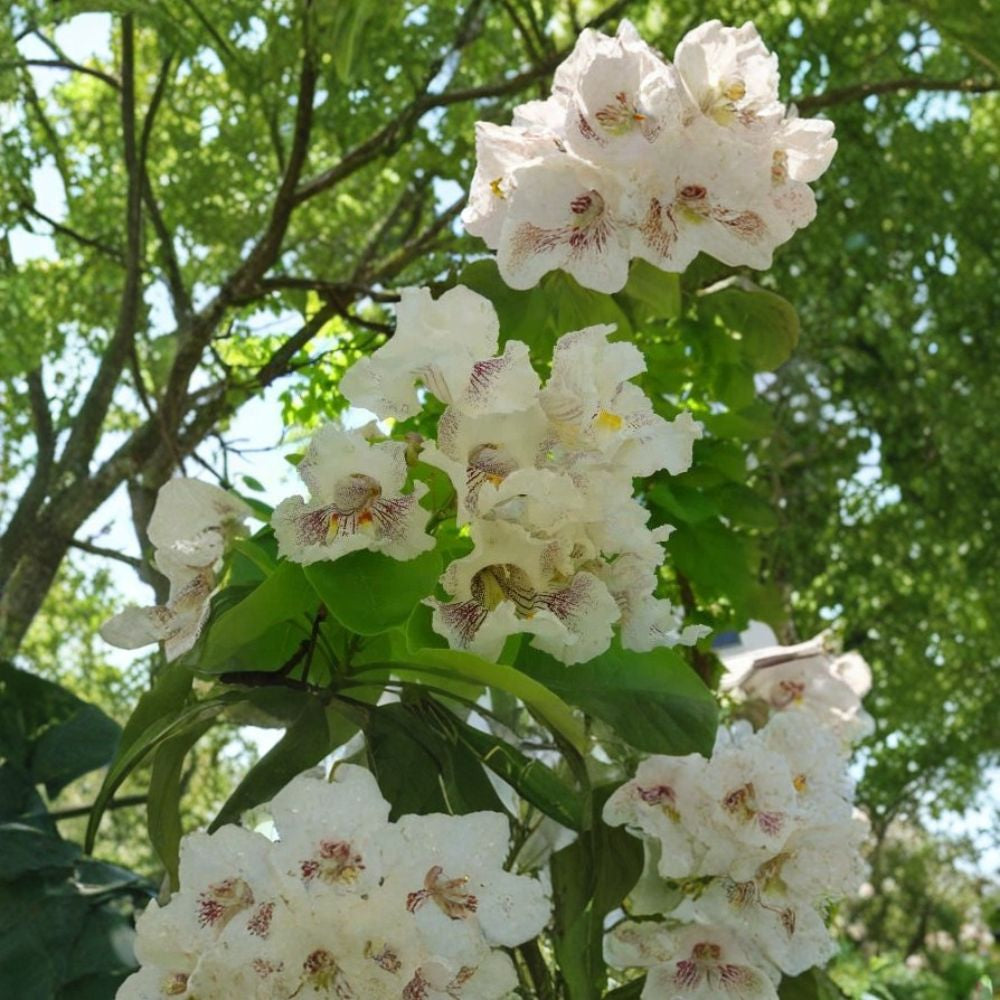 Northern Catalpa – Catalpa speciosa 800 Seeds | Fast-Growing Hardy Shade Tree  Showy White Flowers | Long Cigar Pods | Urban & Drought Tolerant