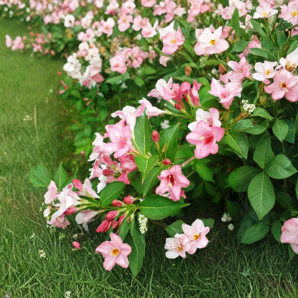 Weigela florida – Deciduous Flowering Shrub Seeds | 150 Seeds | Hardy Pink Blooming Shrub | Hummingbird Friendly