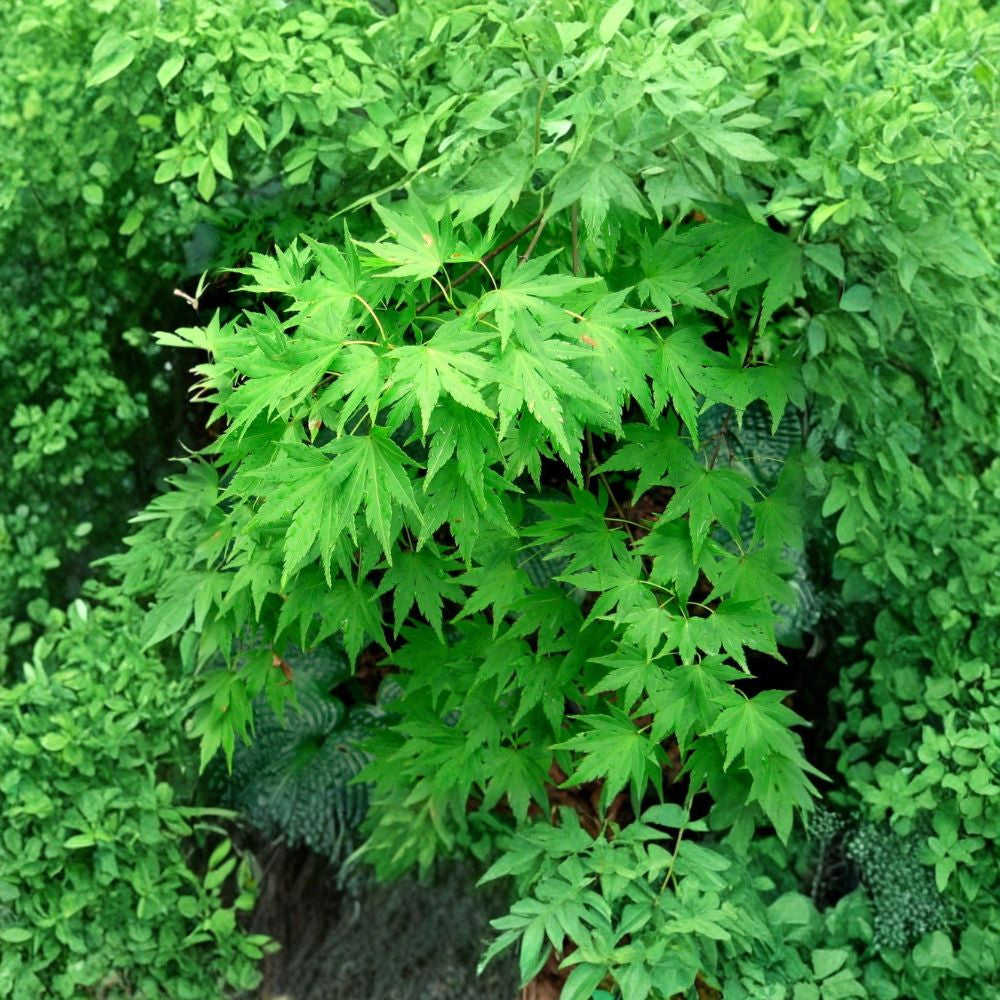 Japanese Maple – Acer palmatum 20 Tree Seeds | Brilliant Fall Color | Bonsai Favorite  Hardy Ornamental Tree | Container Friendly | Stunning Autumn Display