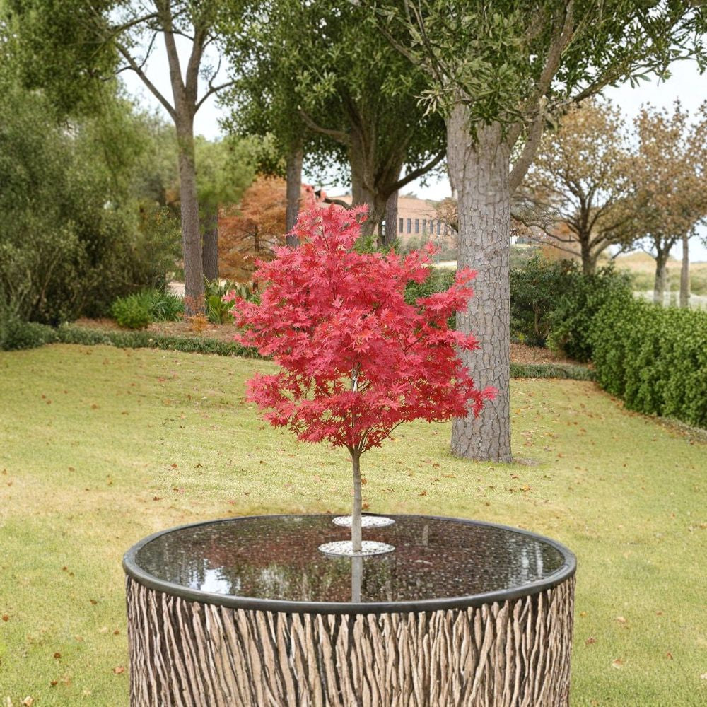 Japanese Maple – Acer palmatum 60 Tree Seeds | Brilliant Fall Color | Bonsai Favorite  Hardy Ornamental Tree | Elegant Foliage | Container & Landscape Ready