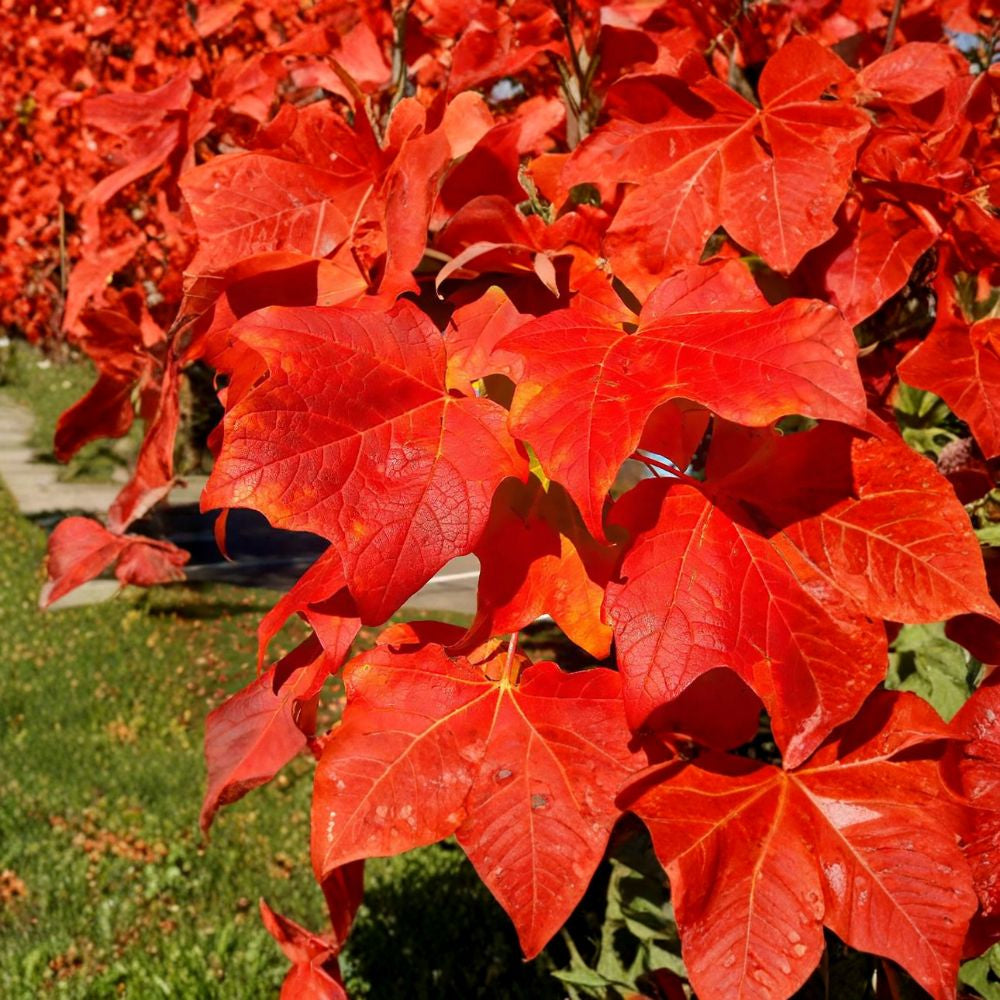 Red Maple – Acer rubrum (Northern Source) 400 Seeds | Hardy Deciduous Shade Tree  Brilliant Red Fall Color | Fast Growing | Cold Hardy | Urban Tolerant
