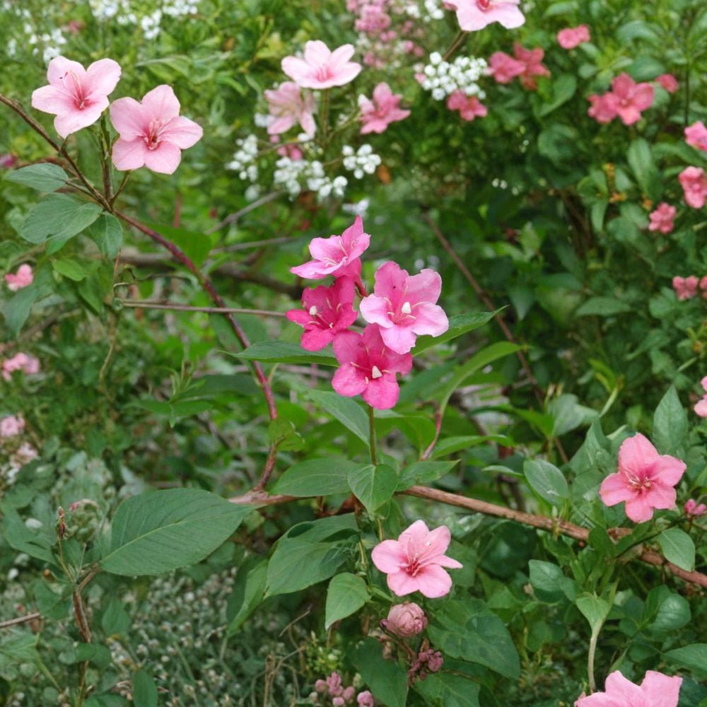 Weigela florida – Deciduous Flowering Shrub Seeds | 600 Seeds | Hardy Pink Blooming Shrub | Hummingbird Friendly