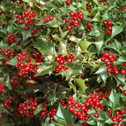 English Holly – Ilex aquifolium Tree Seeds | 20 Seeds | Evergreen Berry Tree | Winter Interest Hedge | Wildlife Friendly