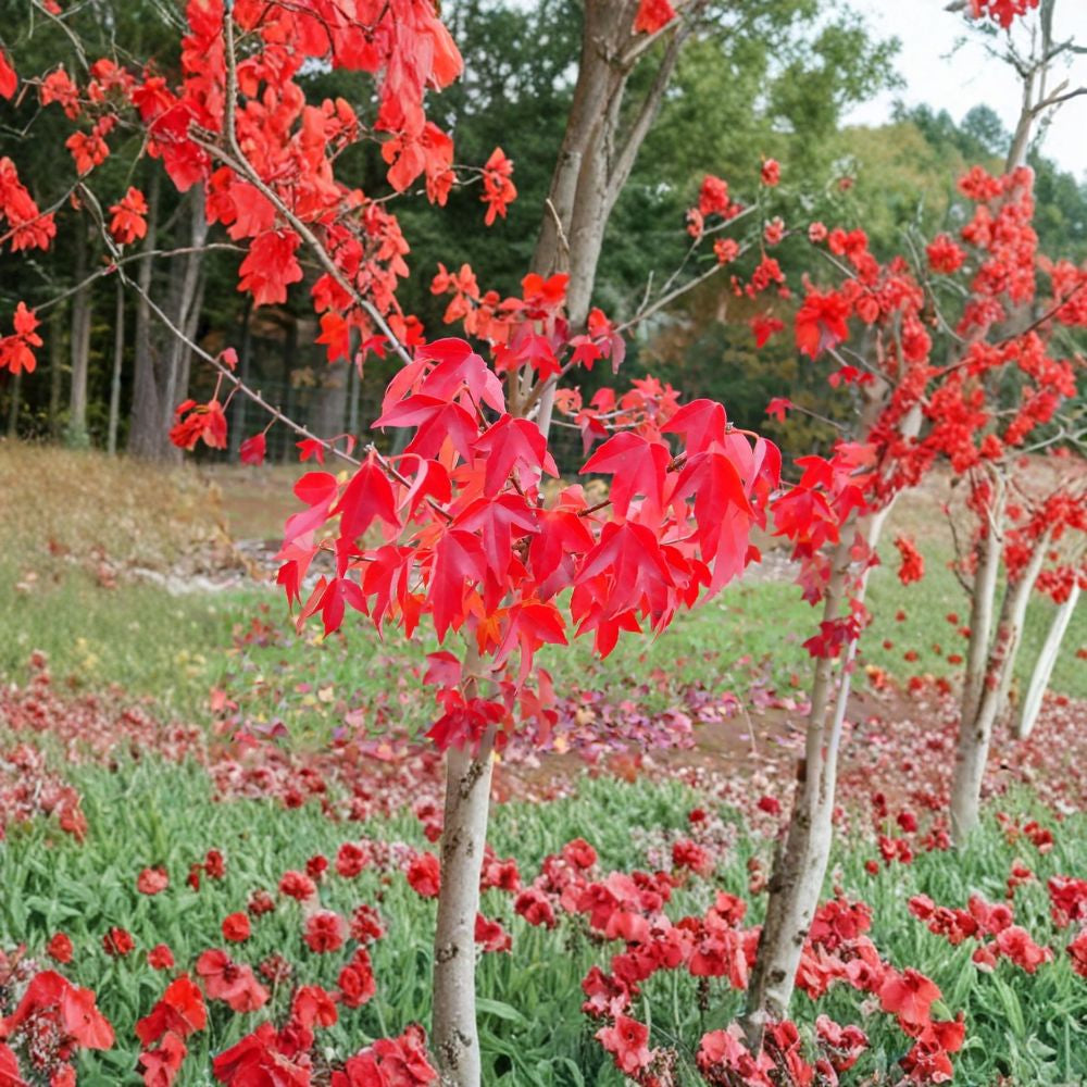 Trident Maple – Acer buergerianum 100 Seeds | Hardy Ornamental & Bonsai Tree  Brilliant Red & Orange Fall Color | Ideal for Bonsai | Urban Tolerant
