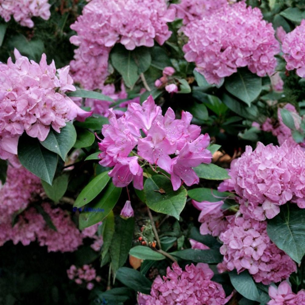 Rosebay Rhododendron – Rhododendron maximum Shrub Seeds | 150 Seeds | Hardy Evergreen Woodland Shrub | Showy Shade Blooms