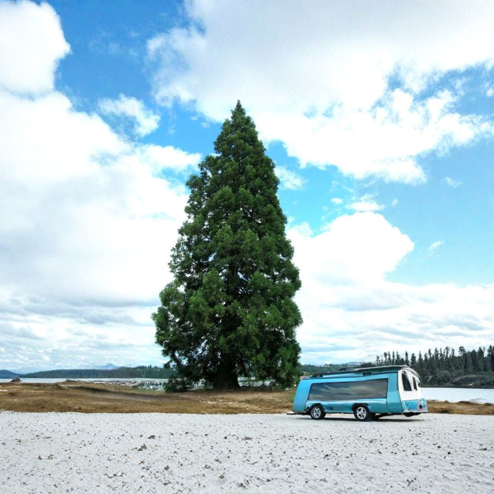 Giant Sequoia Tree Seeds – Sequoiadendron giganteum | 30 Seeds Massive Evergreen | Long-Lived | Iconic Redwood | Specimen Tree