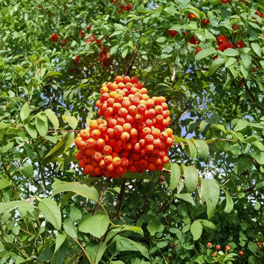 Rowan Tree – Sorbus aucuparia 150 Seeds | Fast Growing | Brilliant Fall Color  European Mountain Ash | Orange Berries | Wildlife Friendly Tree