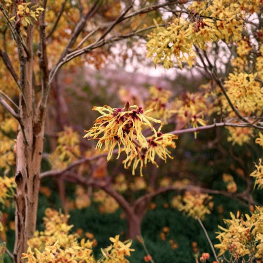 Witch Hazel – Hamamelis virginiana 10 Seeds | Late Fall Fragrant Blooms | Hardy Native Shrub  American Witchhazel | Brilliant Yellow Fall Color | Woodland Favorite