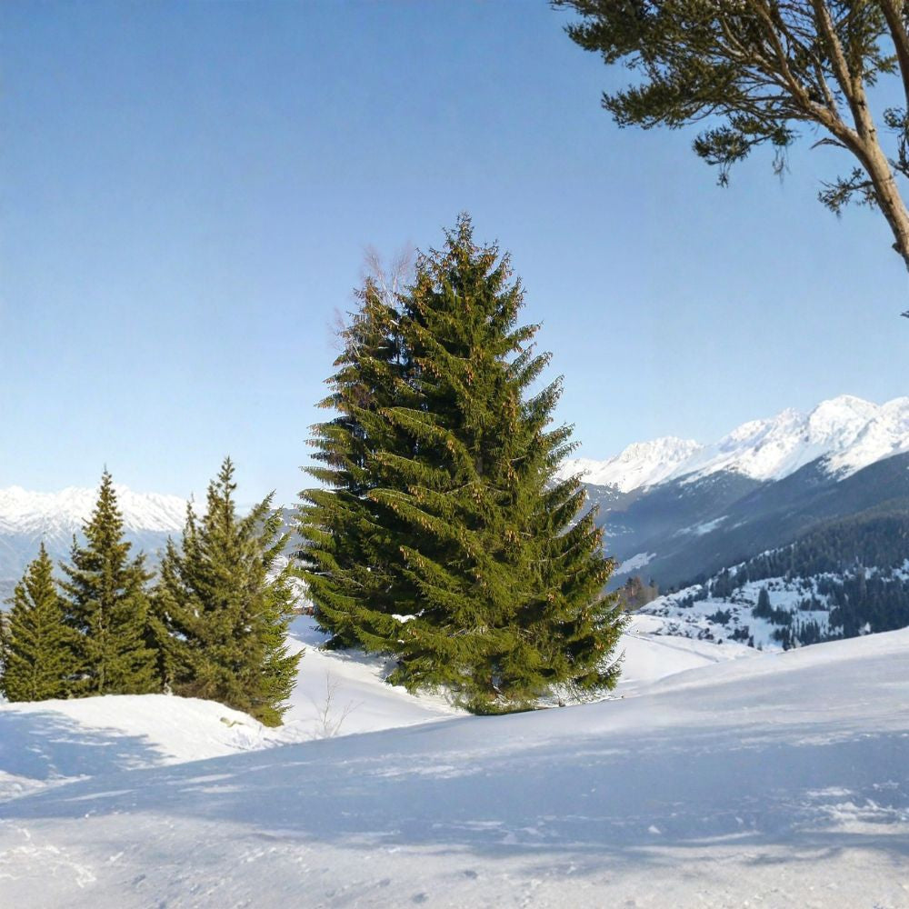Norway Spruce – Picea abies 200 Seeds | Fast-Growing Evergreen | Cold Hardy  Christmas Tree | Windbreak | Wildlife Shelter | Privacy Screen