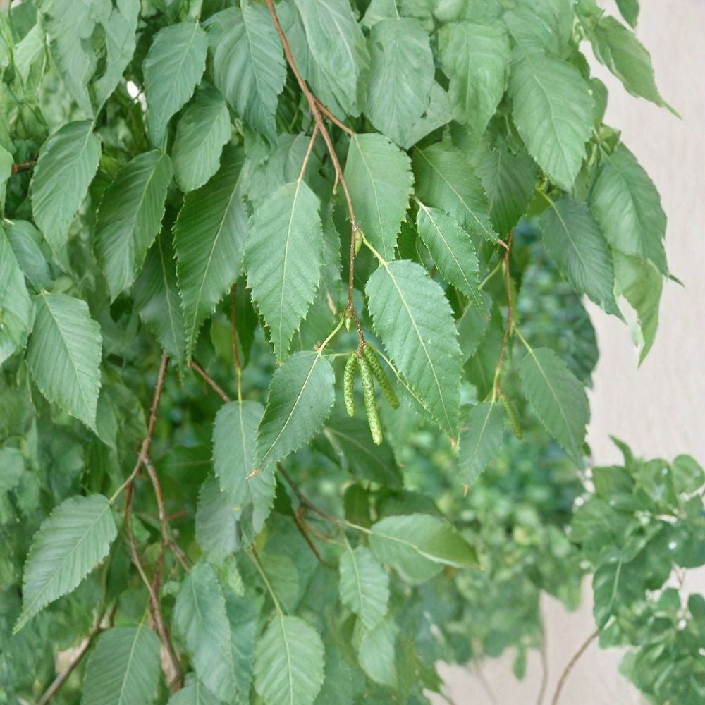 Chinese Red Birch – Betula albosinensis 50 Seeds | Exfoliating Red Bark | Hardy Fast Growing Tree  Golden Fall Color | Winter Interest | Elegant Landscape Tree