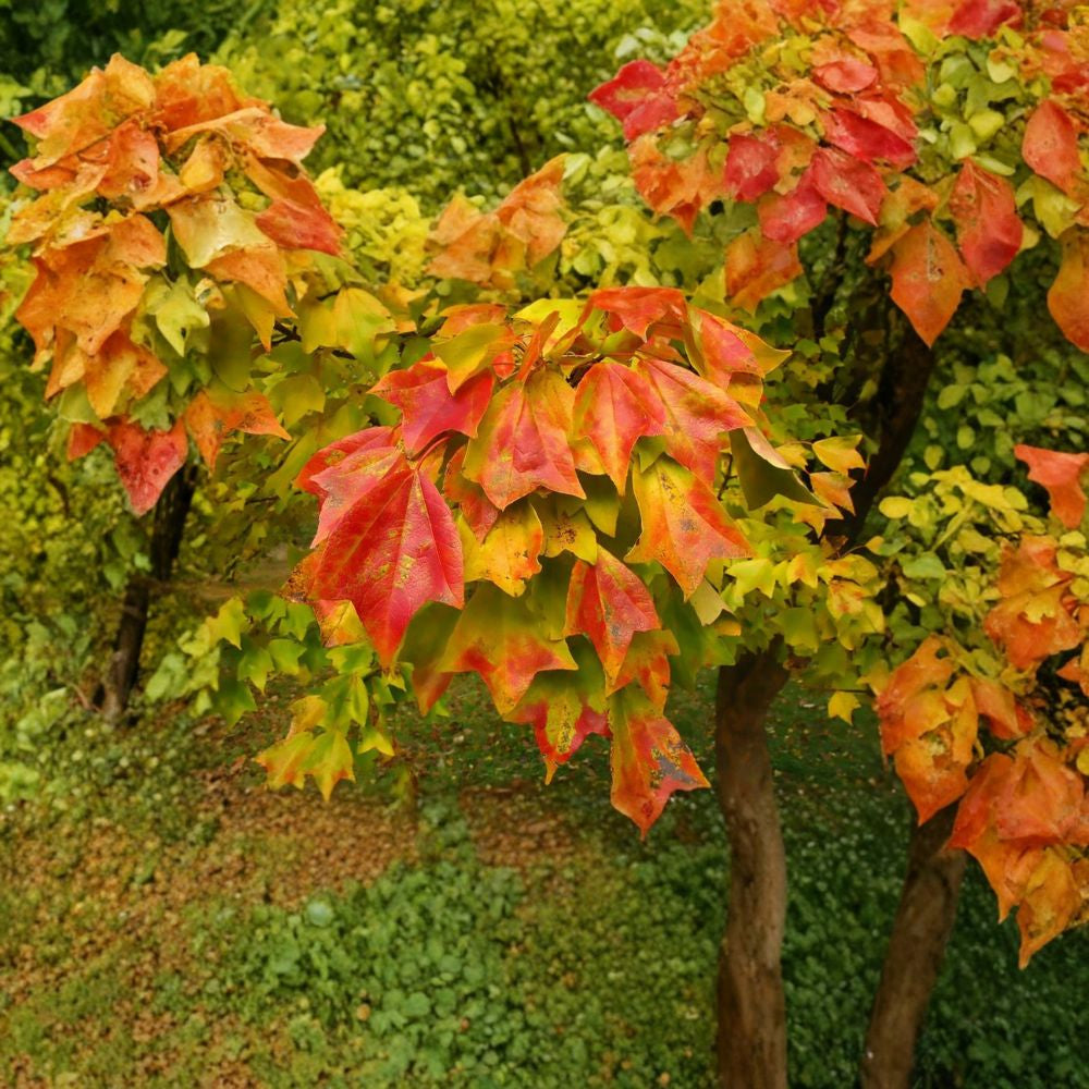 Trident Maple – Acer buergerianum 200 Seeds | Hardy Ornamental & Bonsai Tree  Brilliant Red & Orange Fall Color | Ideal for Bonsai | Urban Tolerant