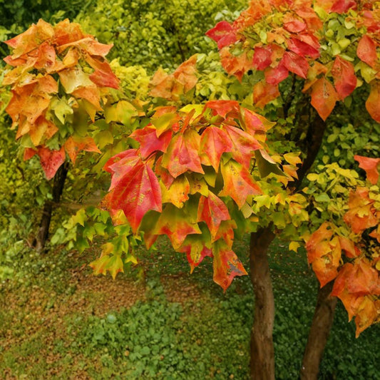 Trident Maple – Acer buergerianum 200 Seeds | Hardy Ornamental & Bonsai Tree  Brilliant Red & Orange Fall Color | Ideal for Bonsai | Urban Tolerant