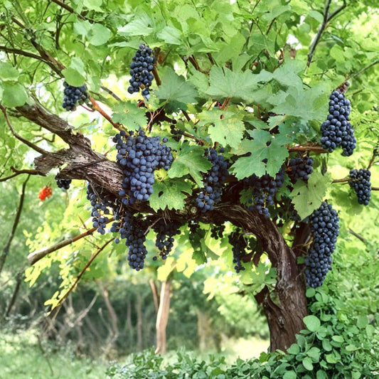 Amur Grape – Vitis amurensis 10 Seeds | Hardy Climbing Vine | Edible Fruit  Fast Growing Grape Vine | Brilliant Fall Color | Cold Tolerant