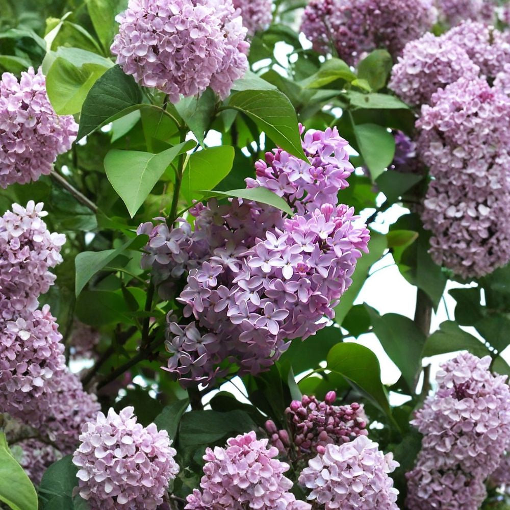 French Lilac – Syringa vulgaris 30 Shrub Seeds | Fragrant Spring Blooms | Cold Hardy  Classic Cottage Garden Shrub | Hedge Plant | Butterfly & Hummingbird Friendly