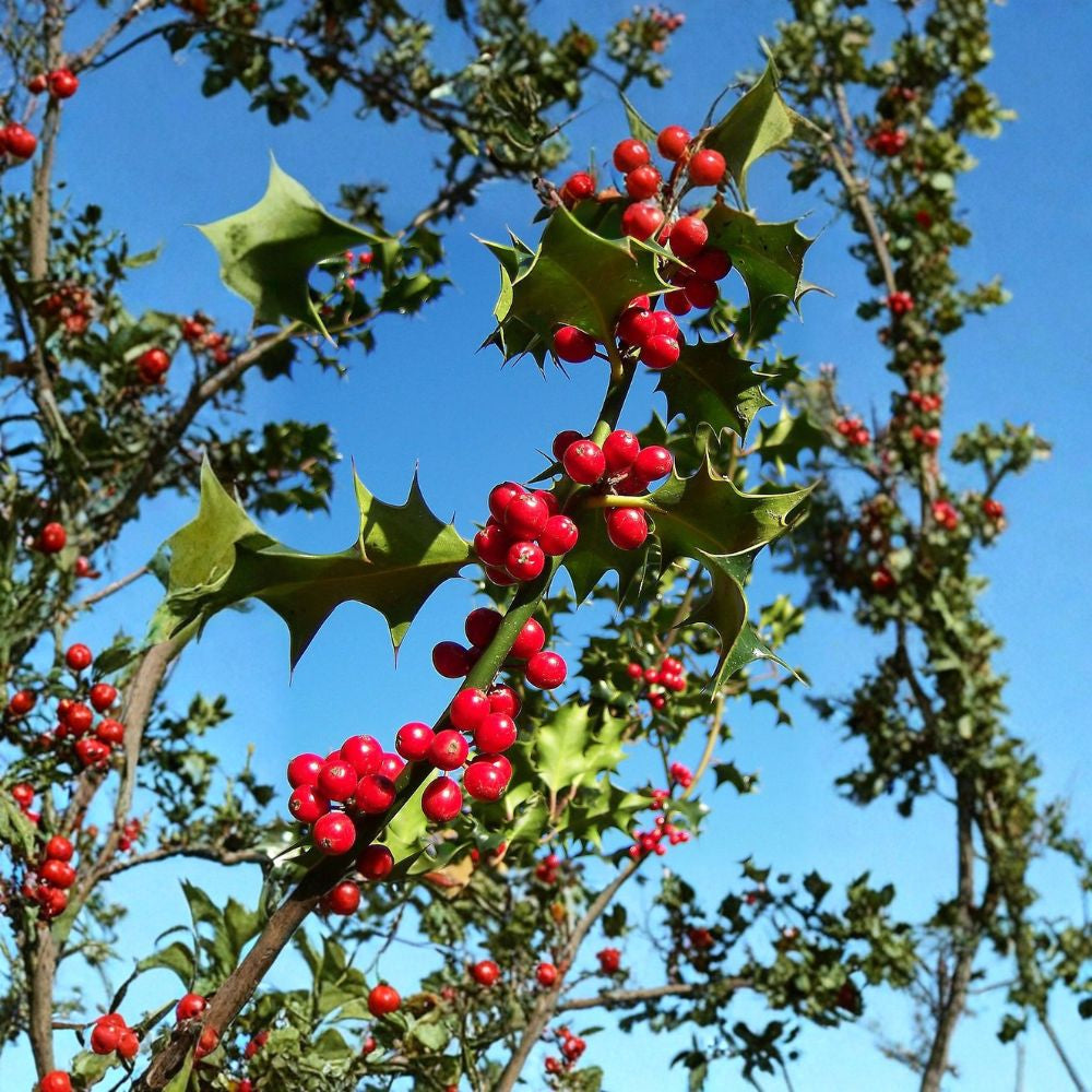 English Holly – Ilex aquifolium Tree Seeds | 120 Seeds | Evergreen Berry Tree | Winter Interest Hedge | Wildlife Friendly