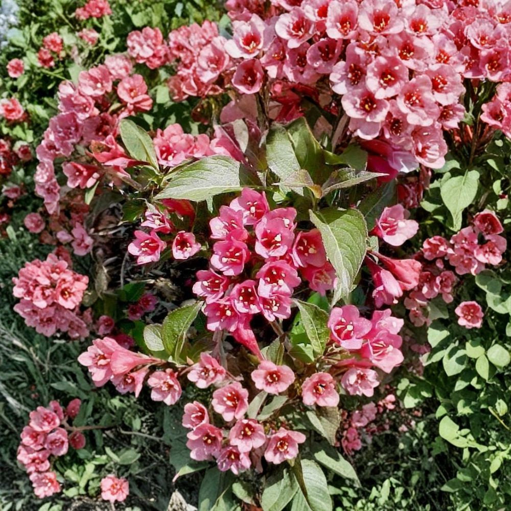 Weigela florida – Deciduous Flowering Shrub Seeds | 5400 Seeds | Hardy Pink Blooming Shrub | Hummingbird Friendly