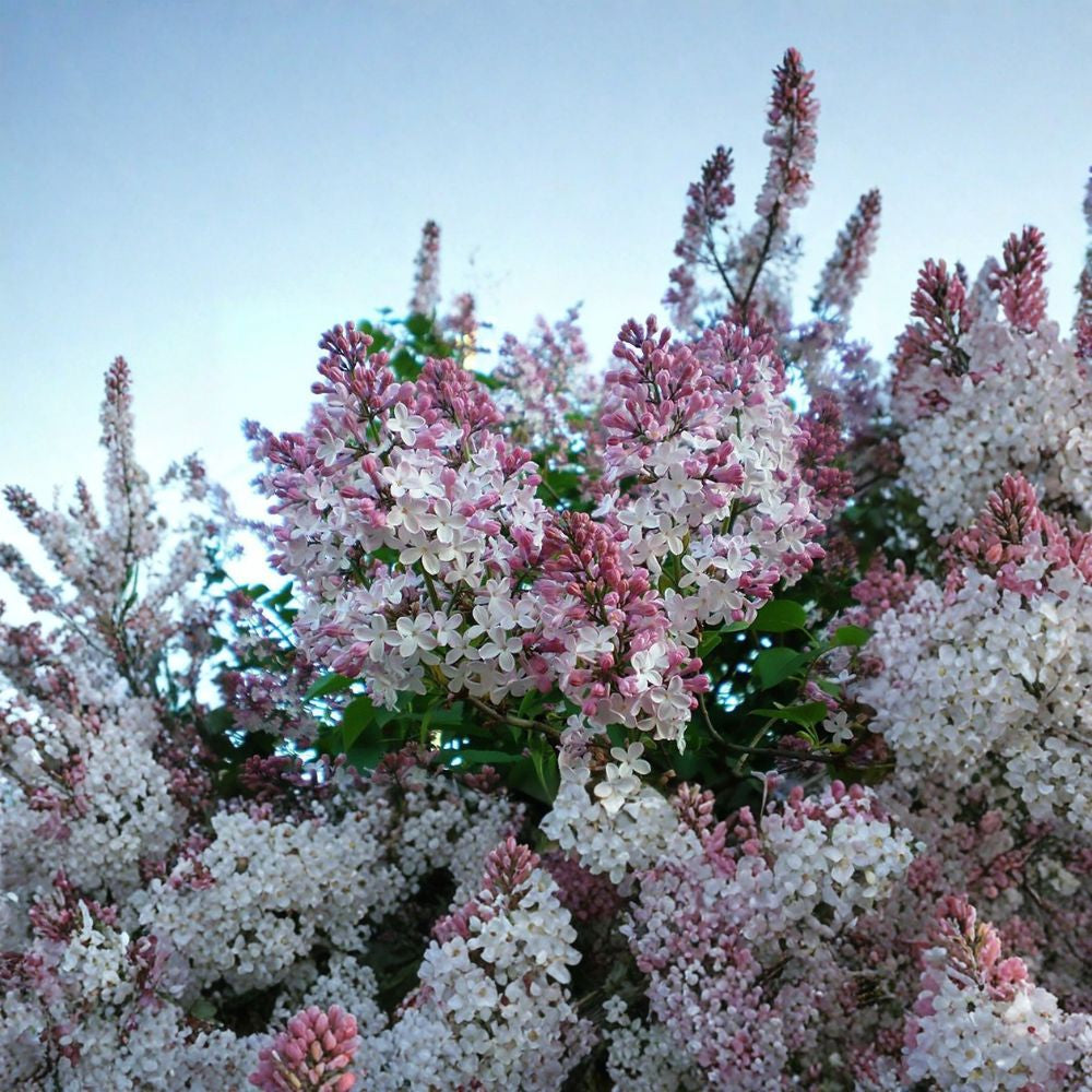 French Lilac – Syringa vulgaris 100 Shrub Seeds | Fragrant Spring Blooms | Cold Hardy  Classic Hedge & Privacy Screen | Cottage Garden Favorite | Butterfly Friendly