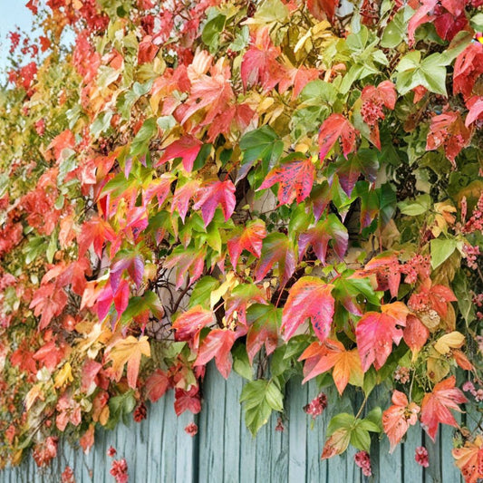Amur Grape – Vitis amurensis 30 Seeds | Hardy Climbing Vine | Edible Fruit  Fast Growing Grape Vine | Brilliant Fall Color | Cold Tolerant