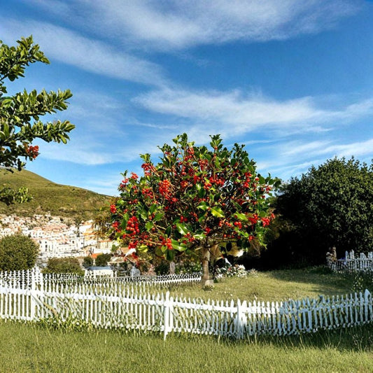 English Holly – Ilex aquifolium Tree Seeds | 240 Seeds | Evergreen Berry Tree | Winter Interest Hedge | Wildlife Friendly