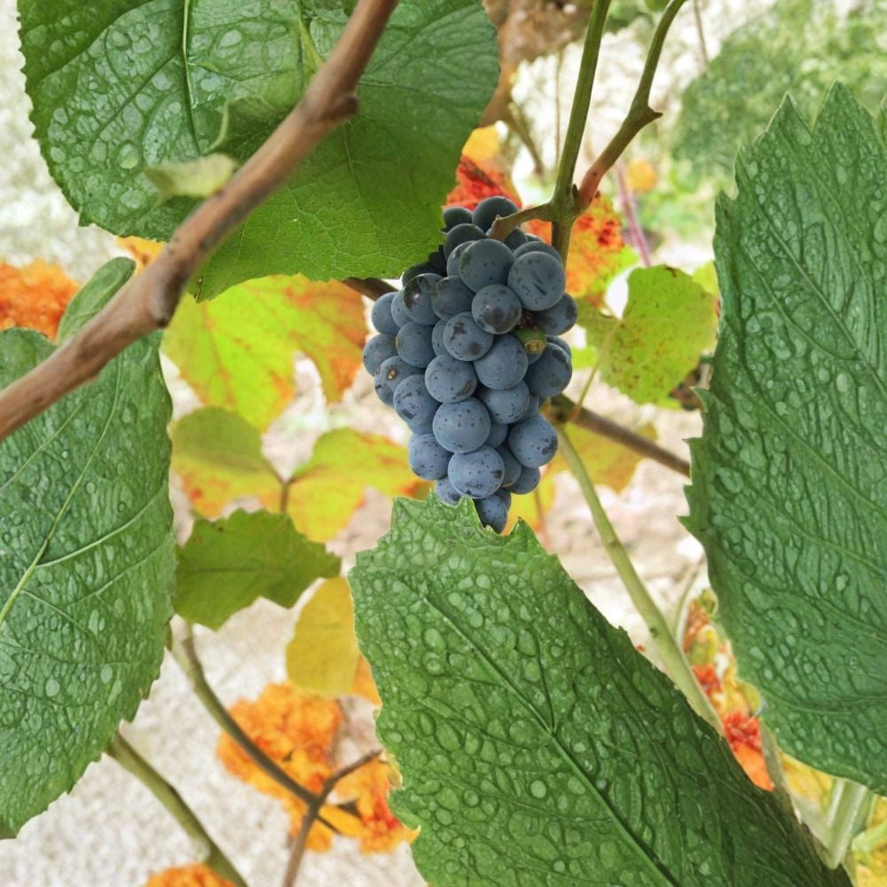 Amur Grape – Vitis amurensis 60 Seeds | Hardy Climbing Vine | Edible Fruit  Fast Growing Grape Vine | Brilliant Fall Color | Cold Tolerant