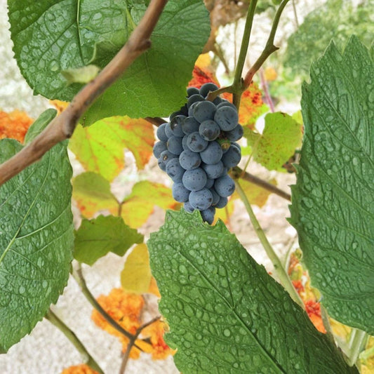 Amur Grape – Vitis amurensis 60 Seeds | Hardy Climbing Vine | Edible Fruit  Fast Growing Grape Vine | Brilliant Fall Color | Cold Tolerant