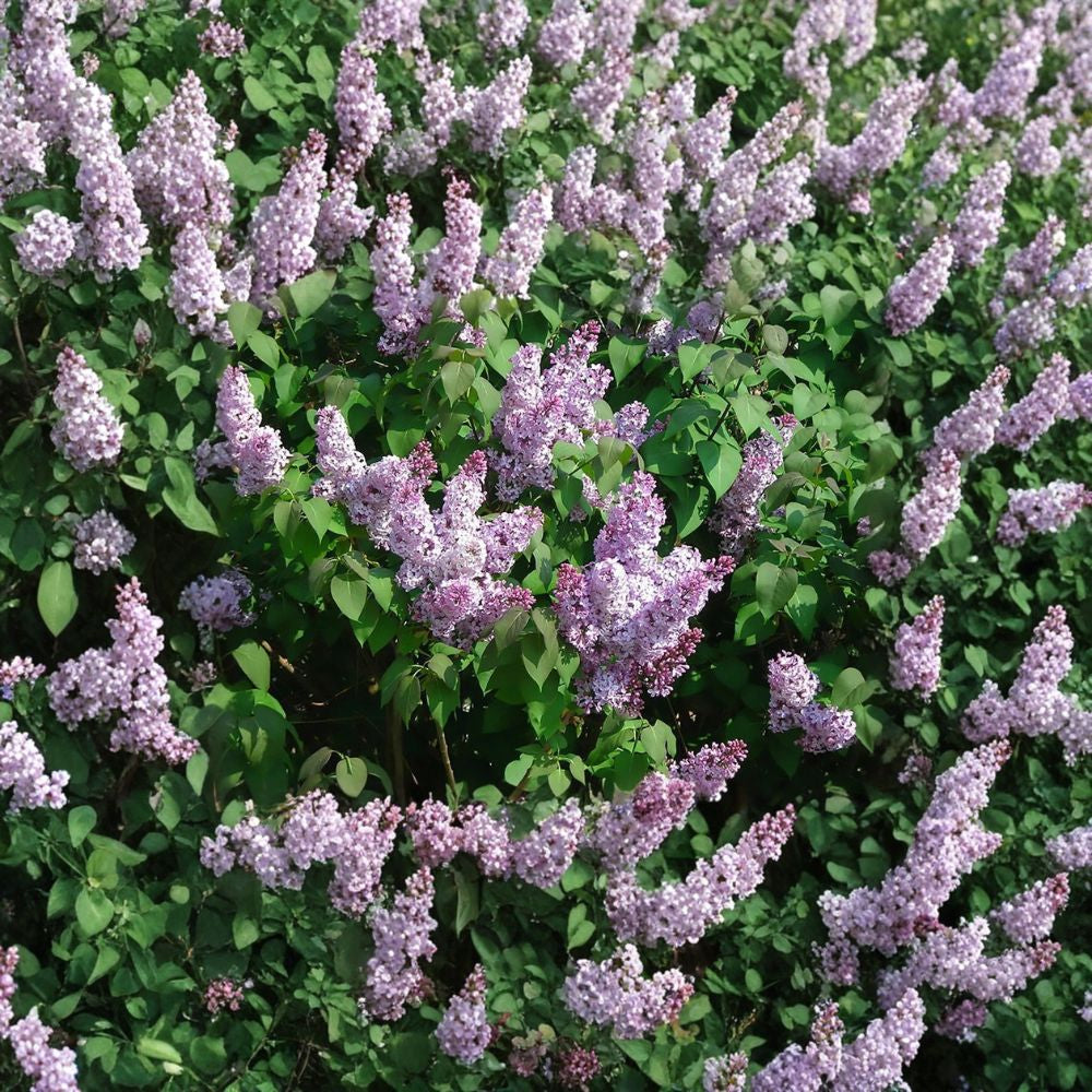 French Lilac – Syringa vulgaris 200 Shrub Seeds | Fragrant Spring Blooms | Cold Hardy  Privacy Hedge Favorite | Cottage Garden Classic | Butterfly & Hummingbird Friendly