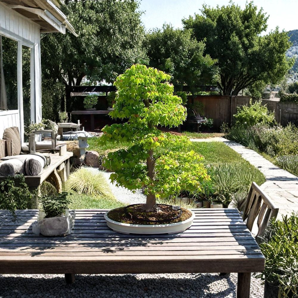 Trident Maple – Acer buergerianum 1600 Seeds | Hardy Ornamental & Bonsai Tree  Brilliant Red & Orange Fall Color | Ideal for Bonsai | Urban Tolerant
