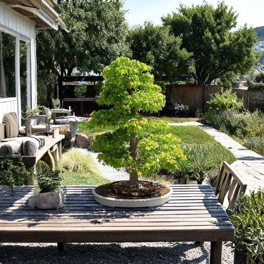 Trident Maple – Acer buergerianum 1600 Seeds | Hardy Ornamental & Bonsai Tree  Brilliant Red & Orange Fall Color | Ideal for Bonsai | Urban Tolerant